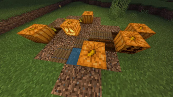 Тыквы с 'эмоциями