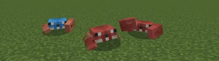 Внешность крабов