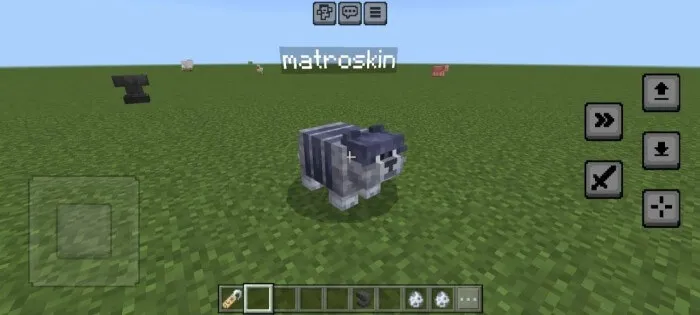 Манул с именем