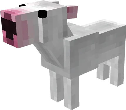 Белый бультерьер