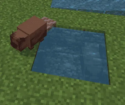 Бобер возле источника воды