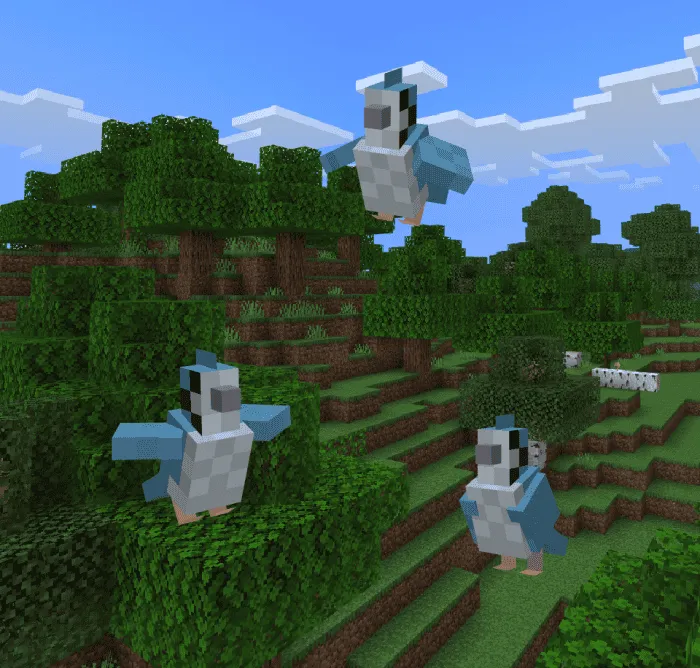 Голубая сойка