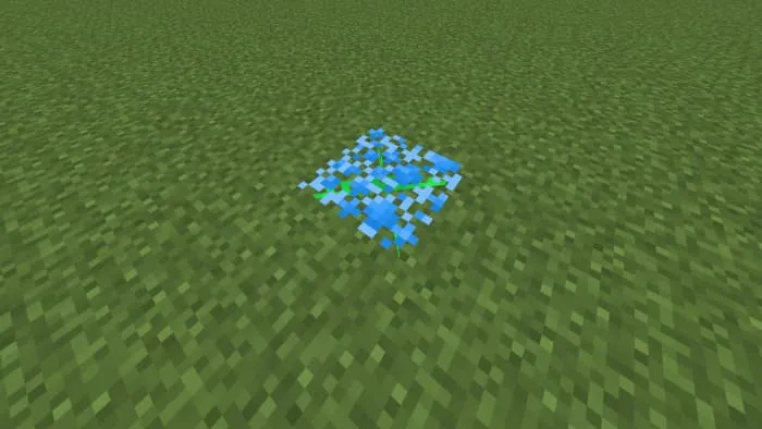 Новый цветок на земле