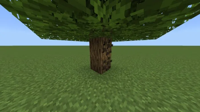 Грибы на дереве