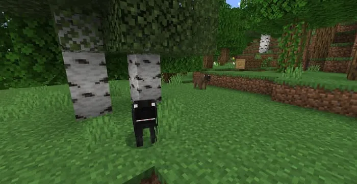 Дикая черная собака