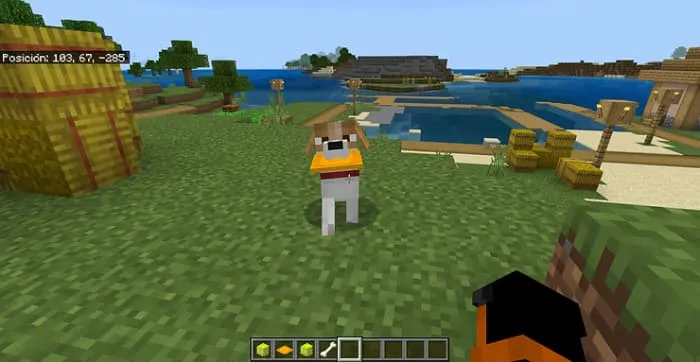 Игра с собакой фрисби