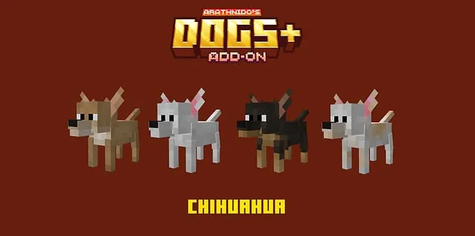 Собака чихуахуа