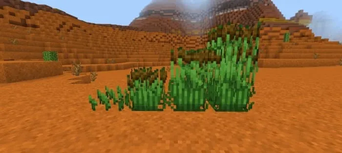 Стадии роста рогозы