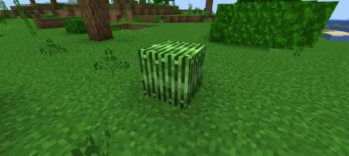 Блок рогоза на земле