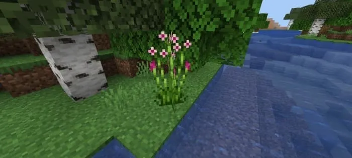 Сусак зонтичный у реки