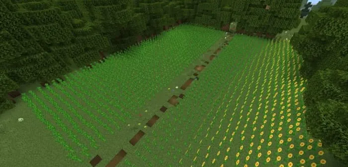 Поле подсолнухов