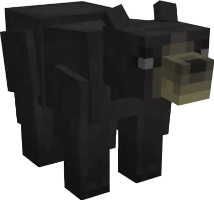 Дикий черный медведь