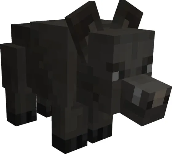 Дикий маленький медведь