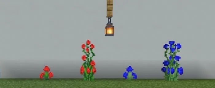 Варианты роз