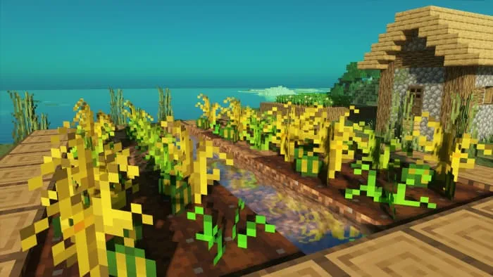 Новый вид арбузов