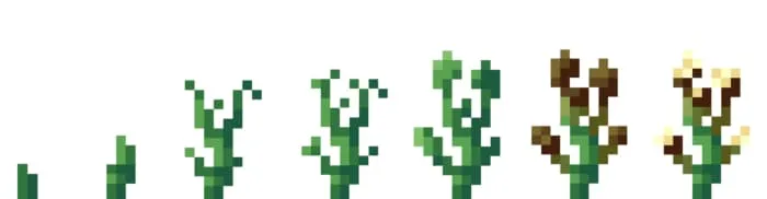 Стадий роста хлопка