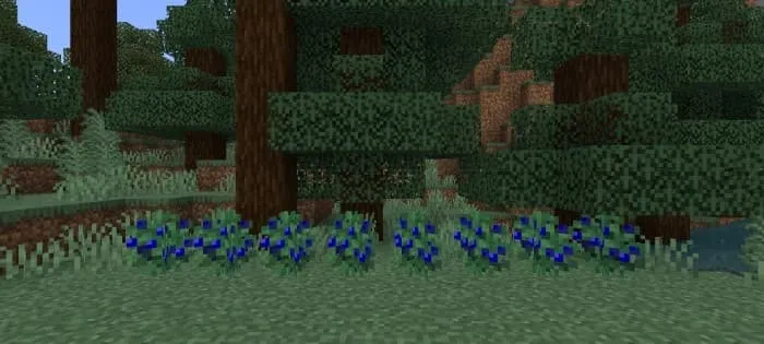 Синие ягоды