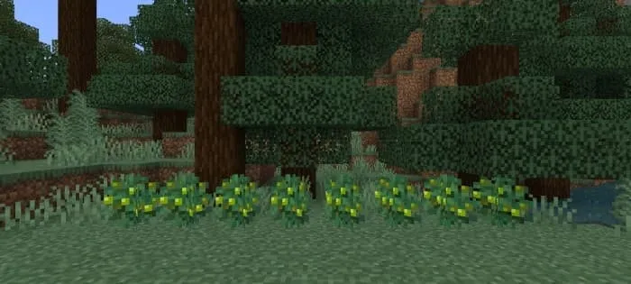 Зеленые ягоды