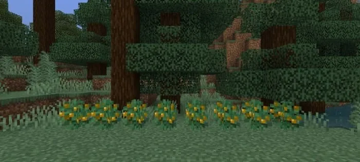 Оранжевые ягоды