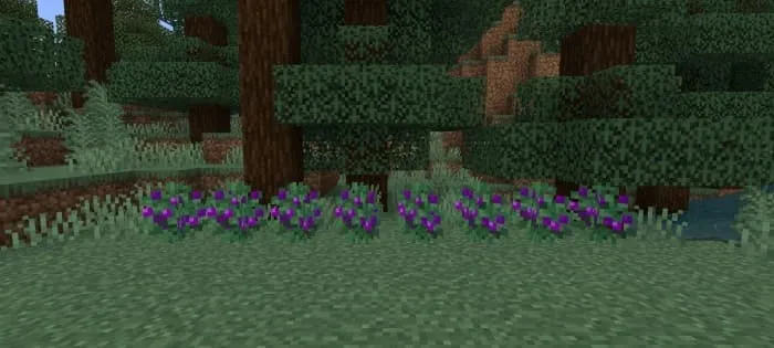 Фиолетовые ягоды