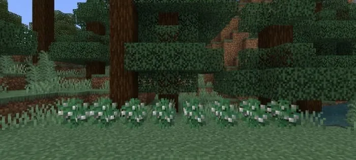 Белые ягоды