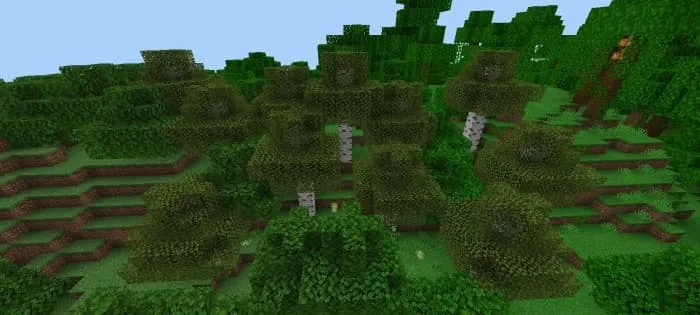 Светло-зеленые березы