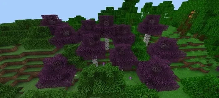 Фиолетовые березы