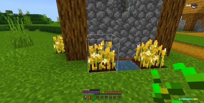 Новый вид пшеницы