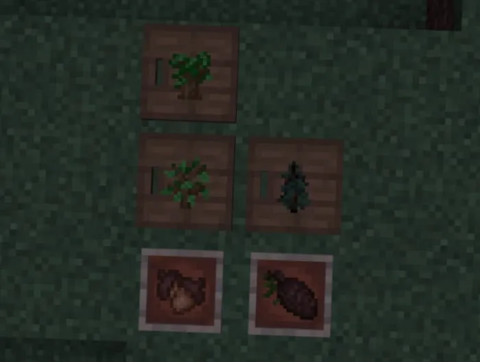 Сосновая шишка и желудь в рамках