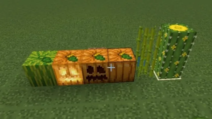 Новый вид тыкв