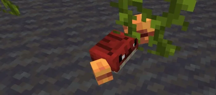 Красный краб