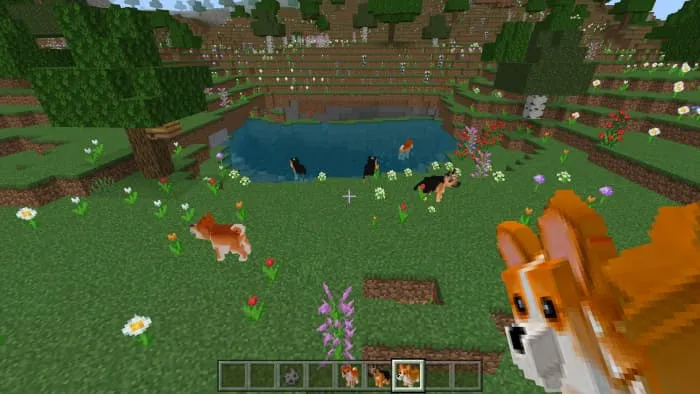 Собаки на поляне