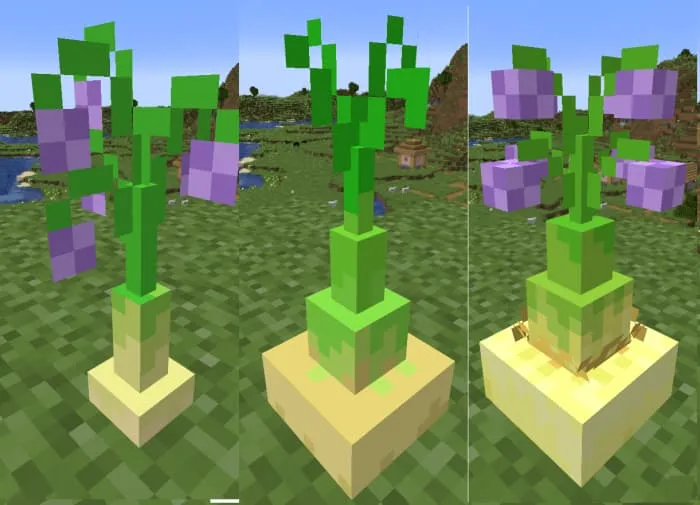 Стадии роста лука