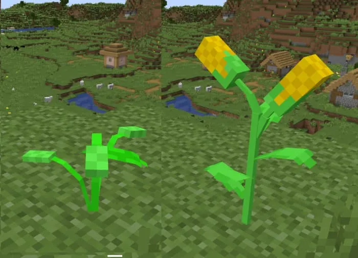 Стадии роста кукурузы