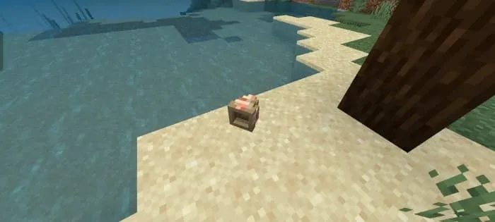 Раковина наутилуса на песке