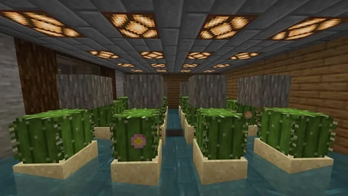 Ферма кактусов