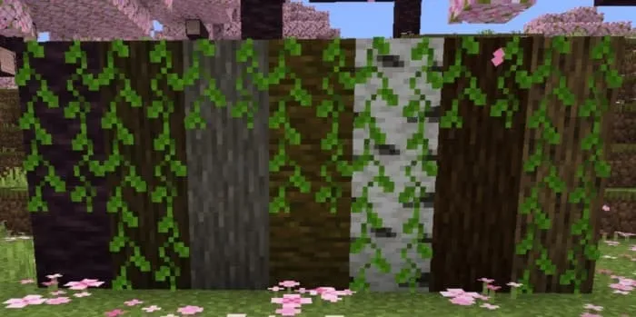 Новый вид лиан без цветов