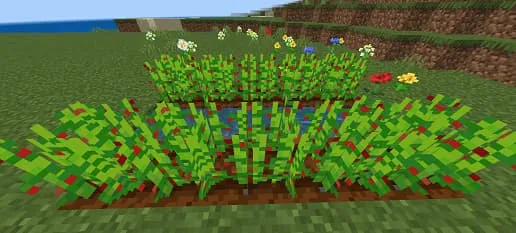 Выращивание кофейных зёрен