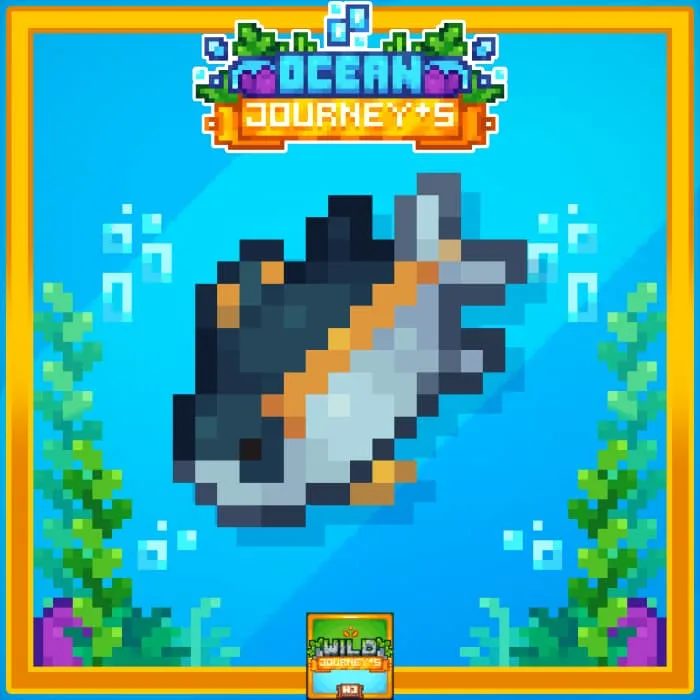 Еда: Сырой тунец