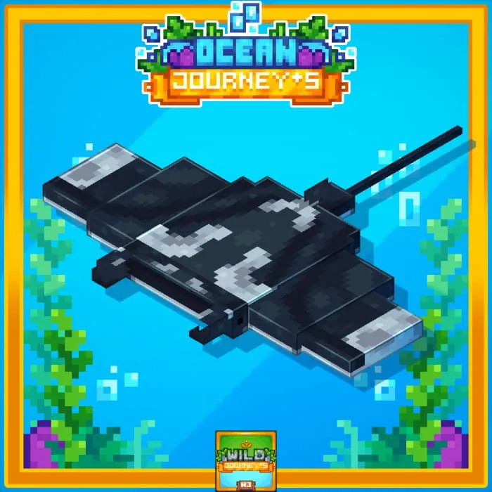 Внешний вид ската