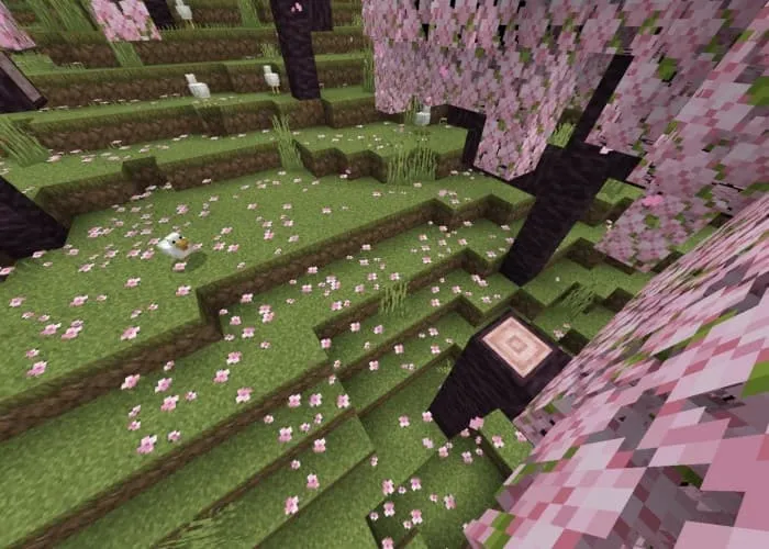 Новый вид вишнёвых деревьев