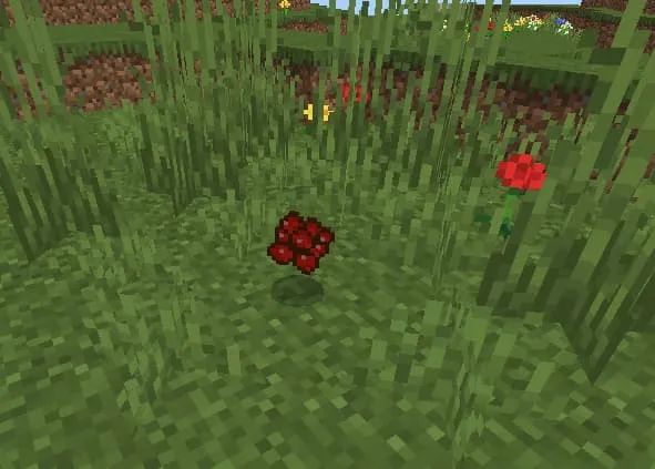 Кофейные зерна в сыром виде