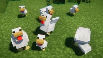 Курица показывает крылья