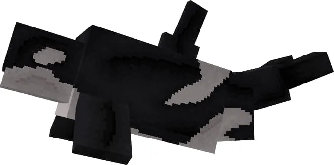 Внешний вид косатки