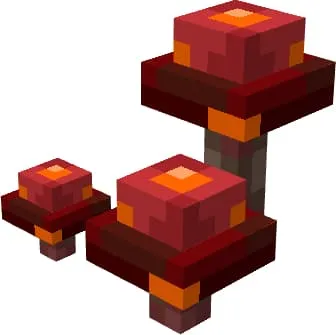 Колония грибов багрового леса