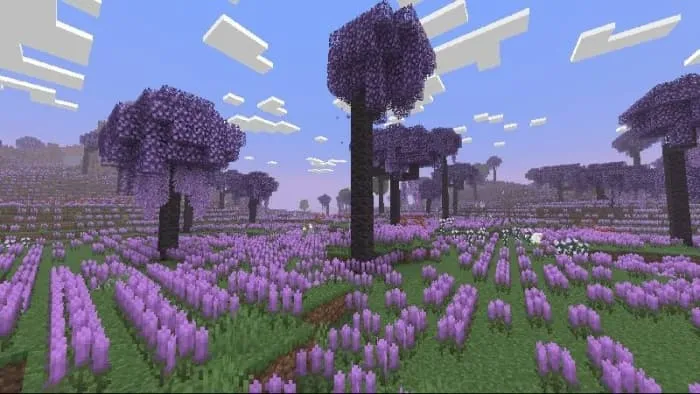 Лавандовые поля с деревьями