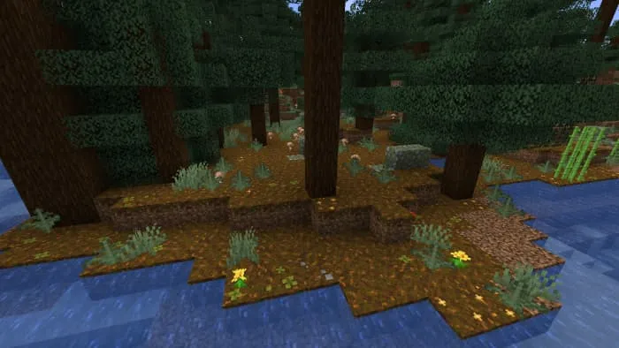 Еловый лес с новыми блоками подзола