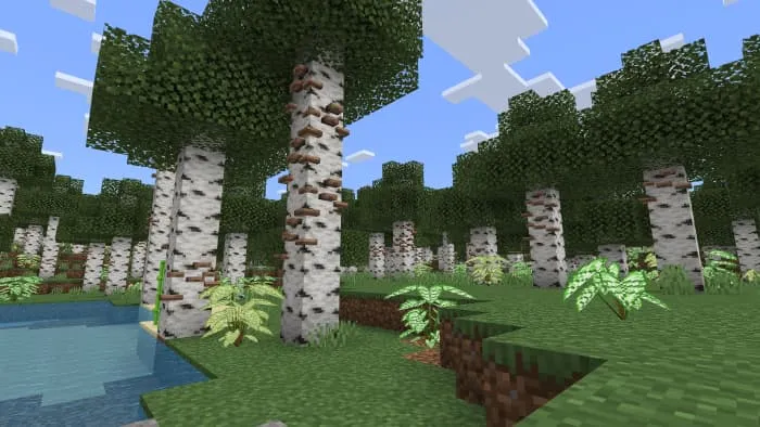 Грибы на березах в лесу