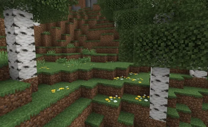 Полевые цветы возле берез