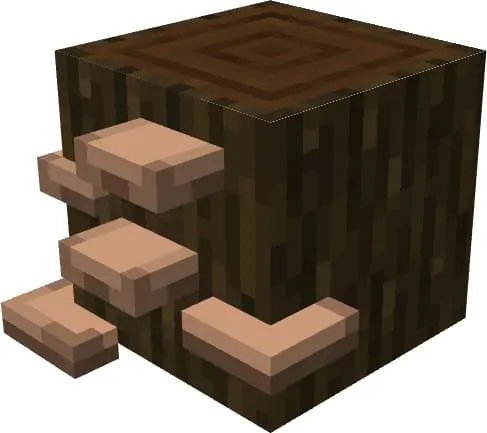 Грибы на темном бревне